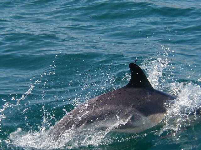 Dolphin close to the boat