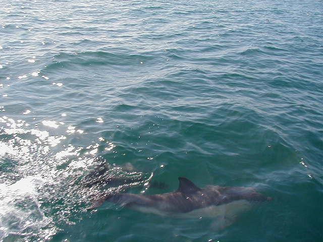 Dolphins under water